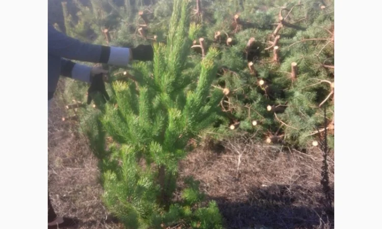 ЦЕНА РЕАЛЬНАЯ!!!Від Фермера Сосна новогодняя Ялинка новорічна Новогодние сосны Елки - фото № 13