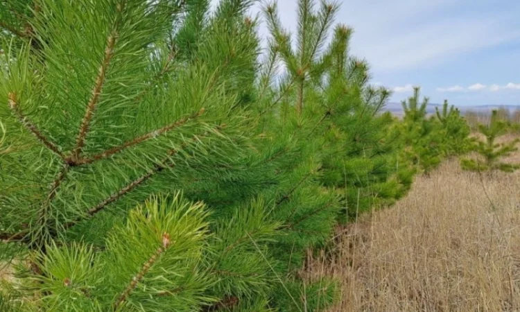 Продам сосну новорічну оптом новогодние сосны ёлки сосна ялинка оптом - фото № 1