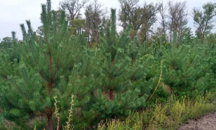 Ялинка новорічна Сосна новогодняя Елки Сосны оптом от Фермера - фото № 1