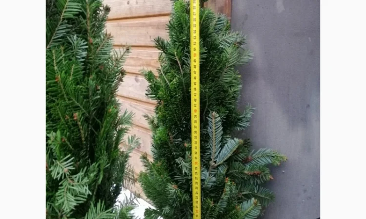 Елка наборная на подставке Смереки «Пихта» - фото № 1