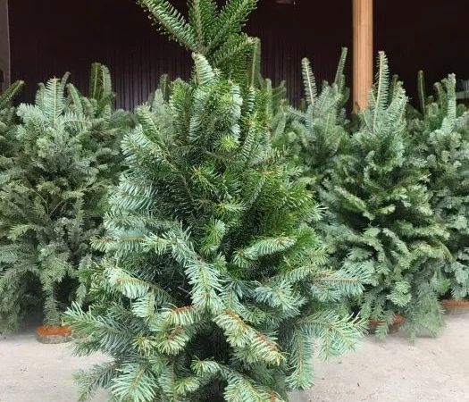 Елка наборная на подставке Смереки «Пихта» - фото № 2