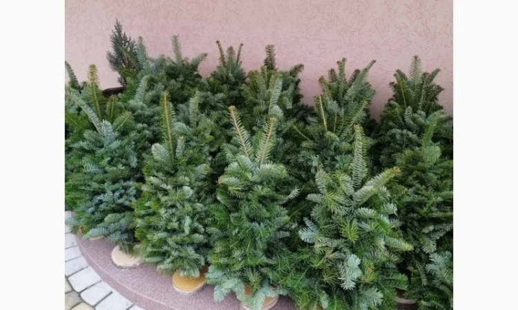 Продам, ялинка, из веточек смерека, новогодняя сосна - фото № 1