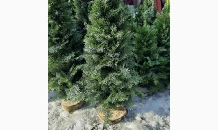 Продам, ялинка, из веточек смерека, новогодняя сосна - фото № 2