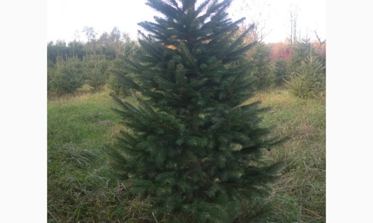 Ялинка різдвяна жива - фото № 1