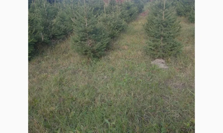 Ялинка різдвяна жива - фото № 2