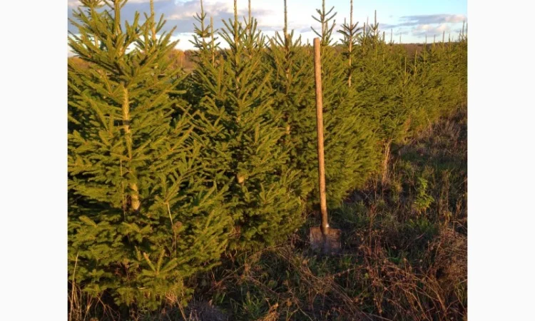 Ялинка різдвяна жива - фото № 3