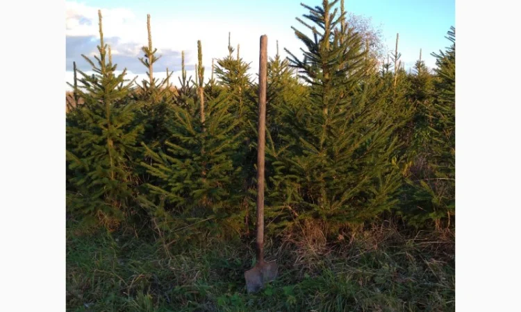 Ялинка різдвяна жива - фото № 4