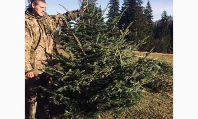 Новорічні ялинки - фото № 1