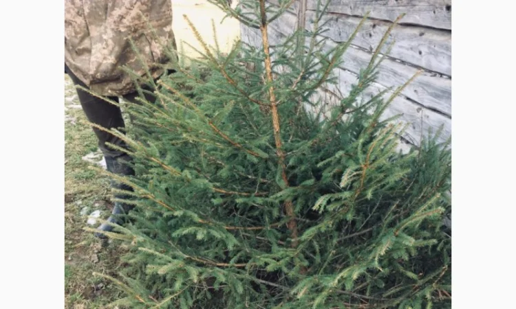 Новорічні ялинки - фото № 2