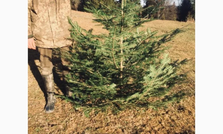 Новорічні ялинки - фото № 3