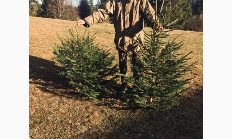 Новорічні ялинки - фото № 4