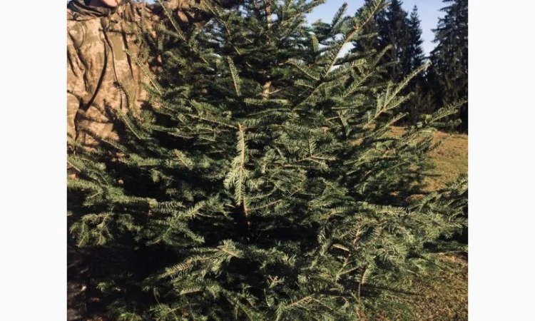 Новорічні ялинки - фото № 5