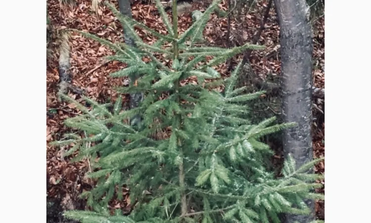 Новорічні ялинки - фото № 6