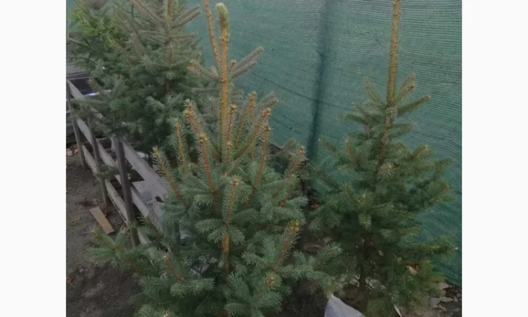 Продаються голубі ялинки - фото № 1