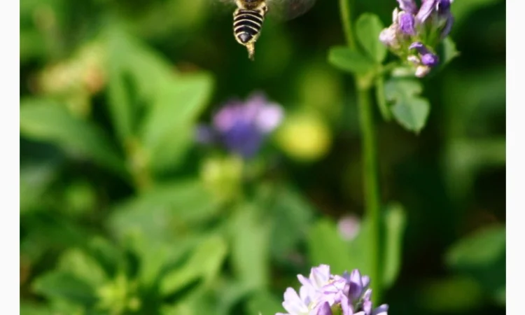 Насіння люцерни Банат ВС від виробника - фото № 1