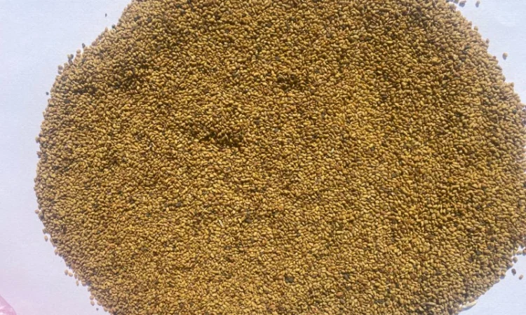 Продаж семян люцерни, неомагнічені - фото № 1