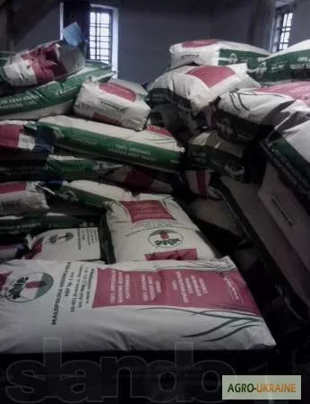 Кормовой буряк из Польши оптом - фото № 2