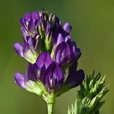 Семена люцерни сорту Надія, еліта 1 репродукція - фото № 1