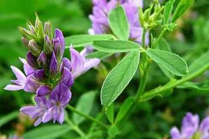 Семена люцерни сорту Вера еліта 1 репродукція - фото № 1