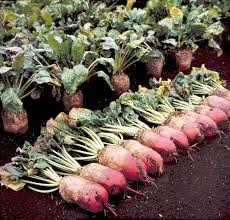 Насіння кормового буряка - фото № 1