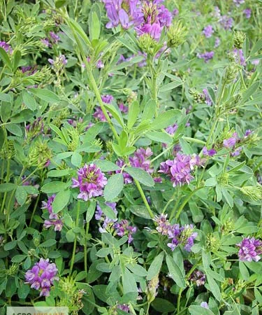 Насіння люцерни сорт "Ласка" - фото № 1