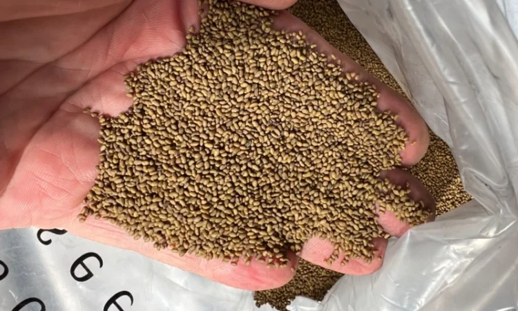 Насіння люцерни сорт "Ласка" - фото № 2