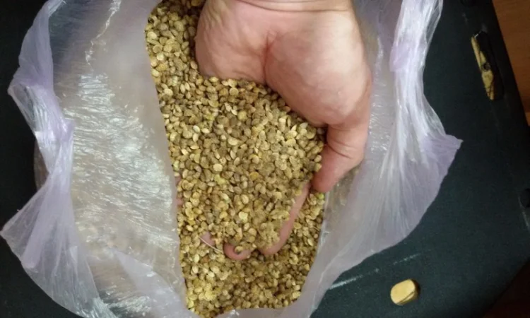 Продам насіння Эспарцету врожаю 2024 р з ПДВ - фото № 1