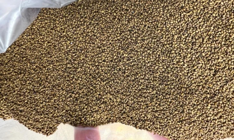 Продажа семян люцерны сорта Надія 1р, магниченные - фото № 1