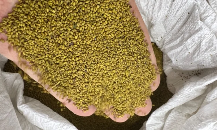 Люцерна не магнічена - фото № 1