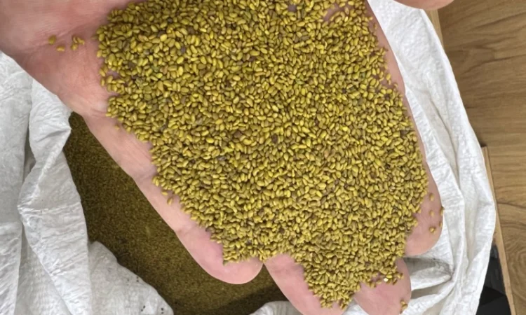 Люцерна не магнічена - фото № 3