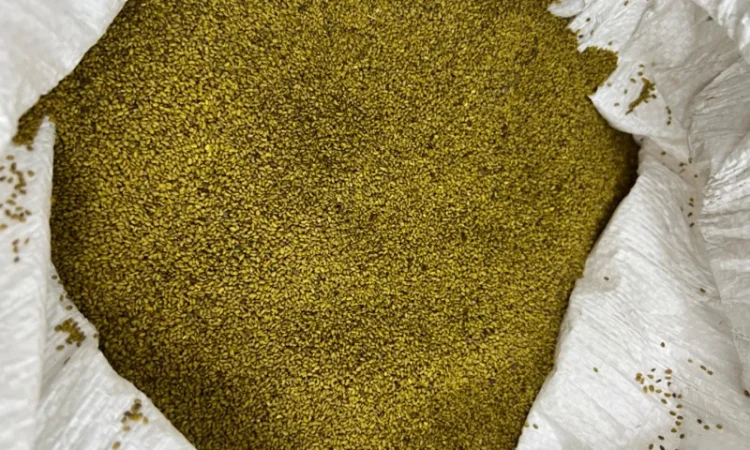 Люцерна не магнічена - фото № 4