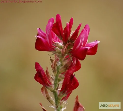 Продам семена Эспарцета, Одесская область, Большой Дальник, крупным и мелким оптом - фото № 1