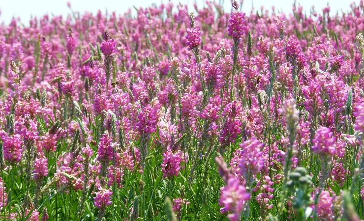 Куплю Эспарцет, Одесская область - фото № 1