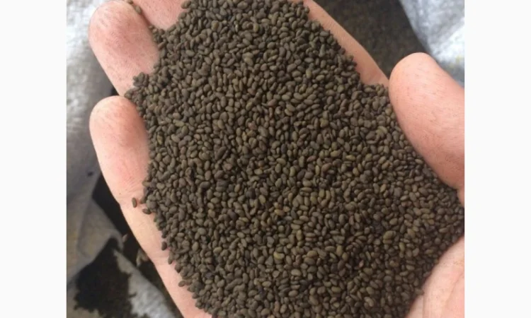 Купую семена люцерни всіх сортів - фото № 1