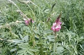 Семена еспарцету Смарагд – якісні насіння - фото № 1