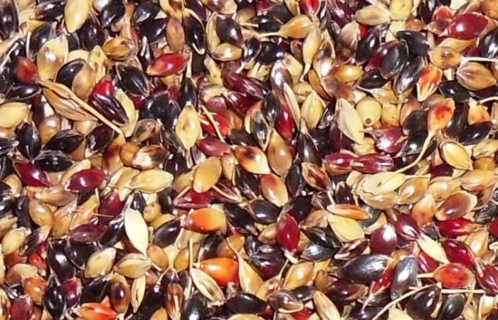 Элитные семена суданской травы Билявка 1 репродукция - фото № 1