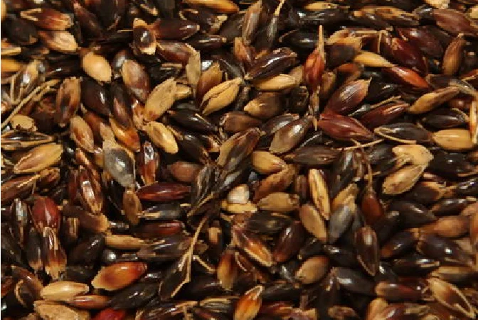 Семена суданской травы сорта Мироновская 10, элита, 1 репрод - фото № 1