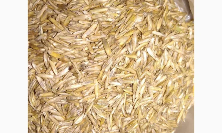 Насіння тимофіївки – продаж якісного насіння - фото № 2