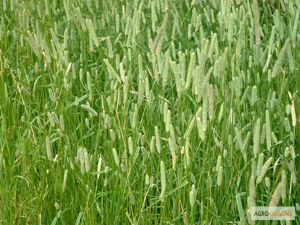 Тимофіївка - фото № 1