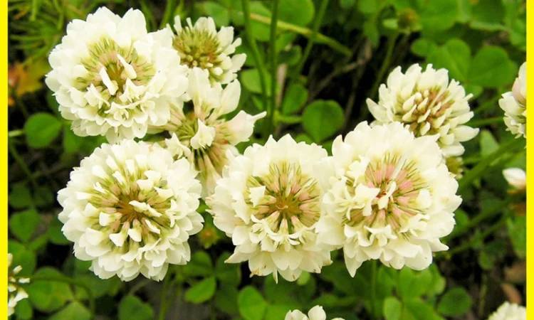 Біла конюшина, Клевер белий - фото № 1