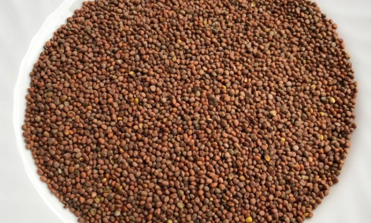 Фацелія, оліна редька, грястиця, конюшина, розторопша, вика - фото № 1