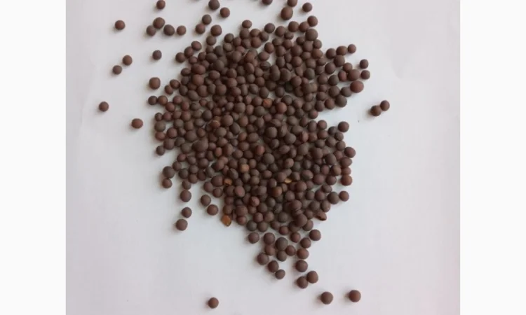 Продается семена ячменя ярового, сорт Гибридная 97 - фото № 2