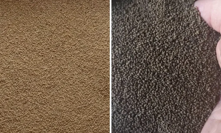 Люцерна сорт Зарниця у продажу - фото № 1