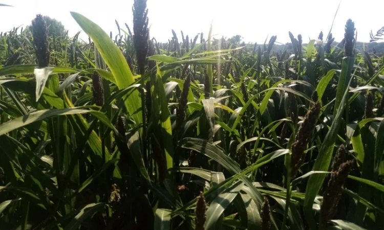 Пайза - семена китайского проса - фото № 1