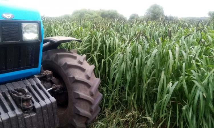 Пайза - семена китайского проса - фото № 2