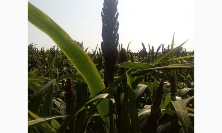 Пайза - семена китайского проса - фото № 3