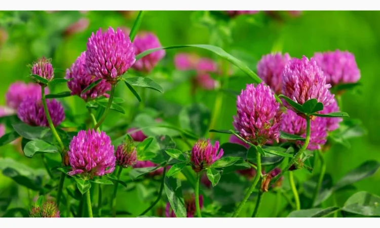 Семена кормовых трав: люцерна, горчица, рапс и другие - фото № 2