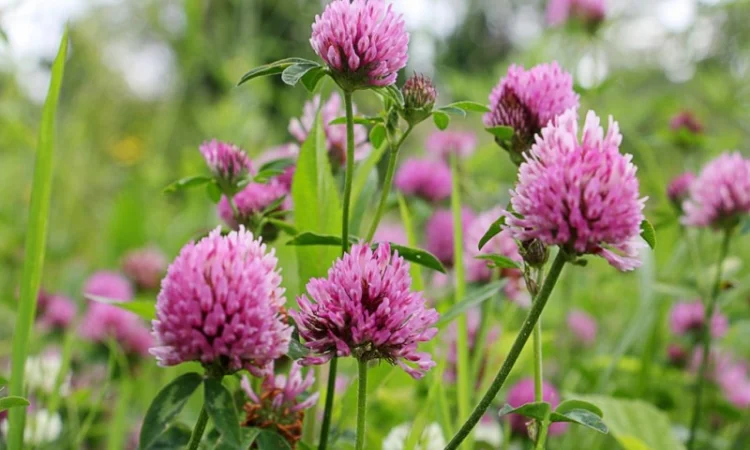 Семена кормовых трав: люцерна, горчица, рапс и другие - фото № 4