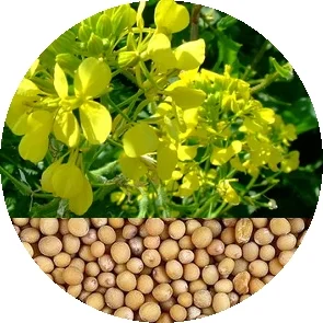 Семена кормовых трав: люцерна, горчица, рапс и другие - фото № 5