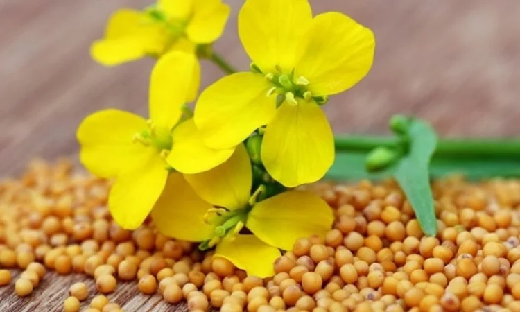 Семена кормовых трав: люцерна, горчица, рапс и другие - фото № 6